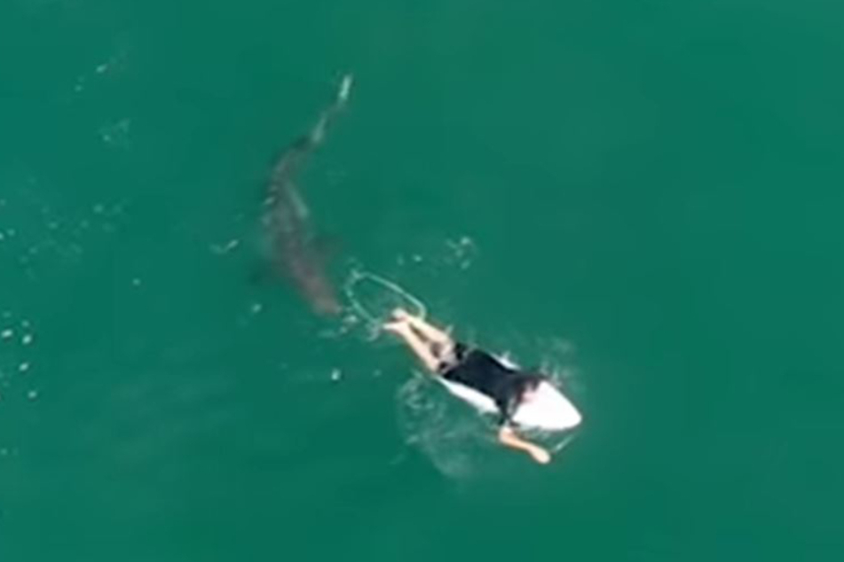 The shark looked like it was going to take a bite out of the surfer.