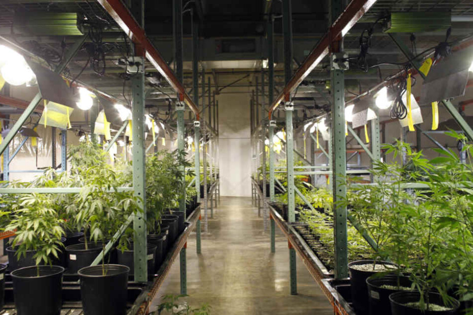 Der gesamte Keller war voller Marihuana-Pflanzen (Symbolfoto).