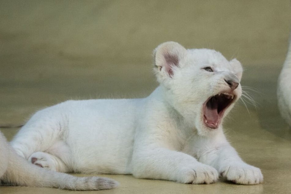 So knuffig sind die weißen Löwen-Babys aus dem Magdeburger Zoo