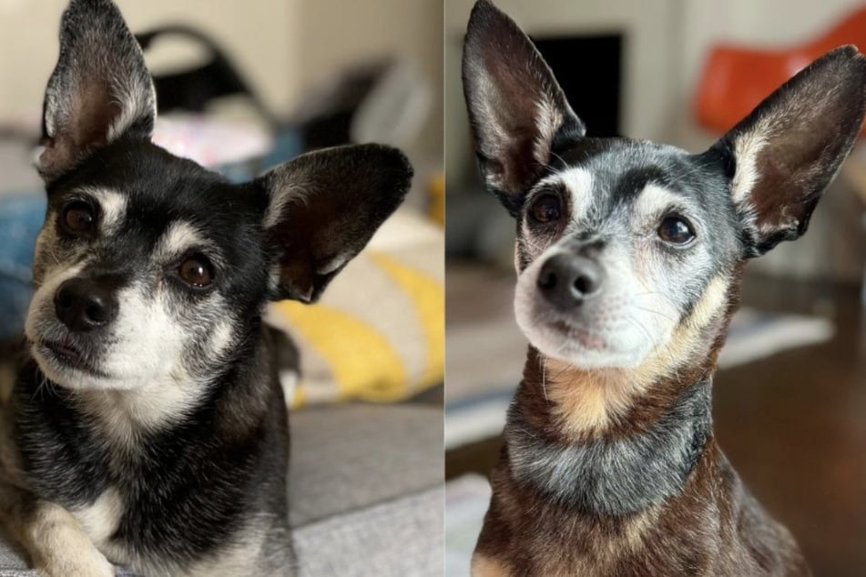 Die Hunde Rufus (l.) und Ziggy sehen sich zum Verwechseln ähnlich.