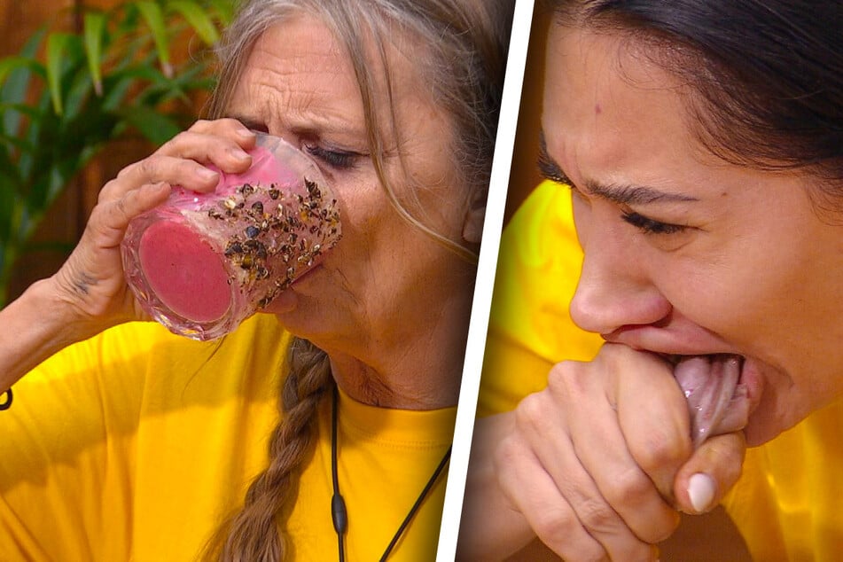 Dschungelcamp: Dschungelcamp im Ticker: Essensprüfung mit Hoden, Herz und Zitze