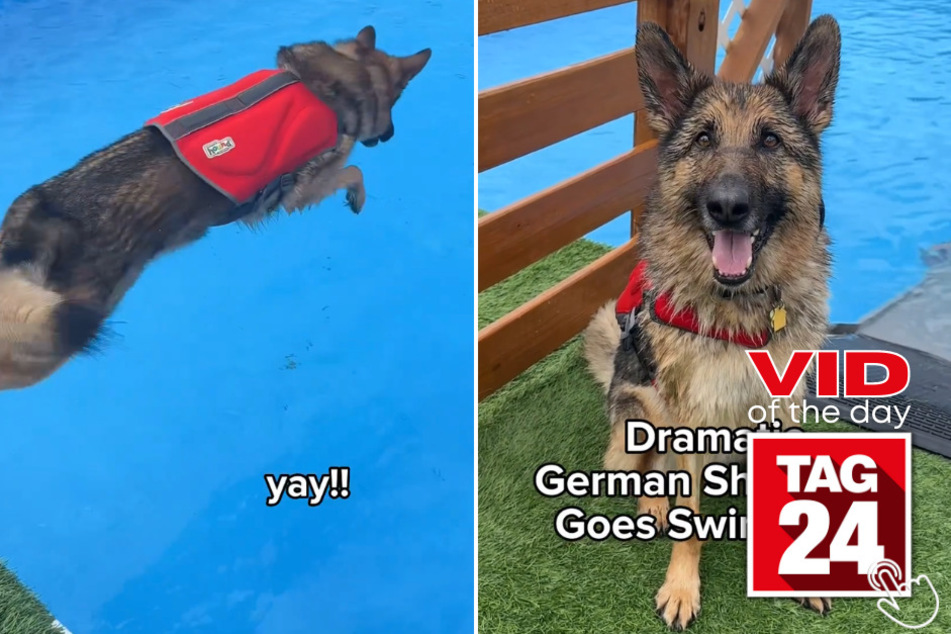 Today's Viral Video of the Day shows Benson the German Shepherd mustering up the courage to go for a swim on a beautiful sunny day.