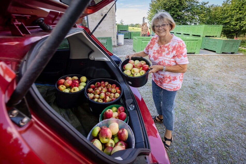 Eva Nitzsche (79) hat ihre Apfelernte ins Auto gepackt, um daraus in Adelsberg Saft pressen zu lassen.