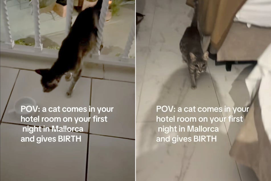 Mitten in der Nacht betrat eine streunende Katze das Hotelzimmer von Leia und ihre Mutter Jodi ...