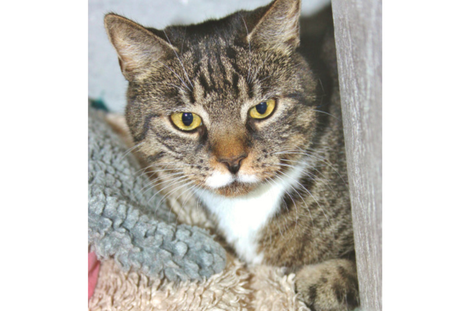 9 Besondere Tiere Hunde Katzen Und Noch Mehr Suchen Endlich Ein Zuhause Tag24