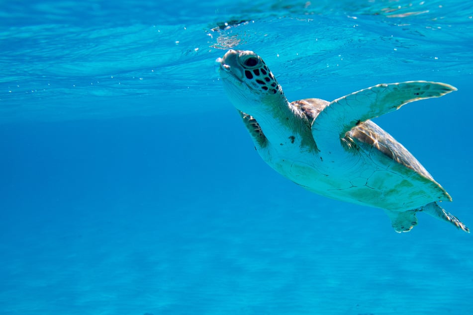 Manjar cuestionable: Varios muertos tras comer carne de tortuga
