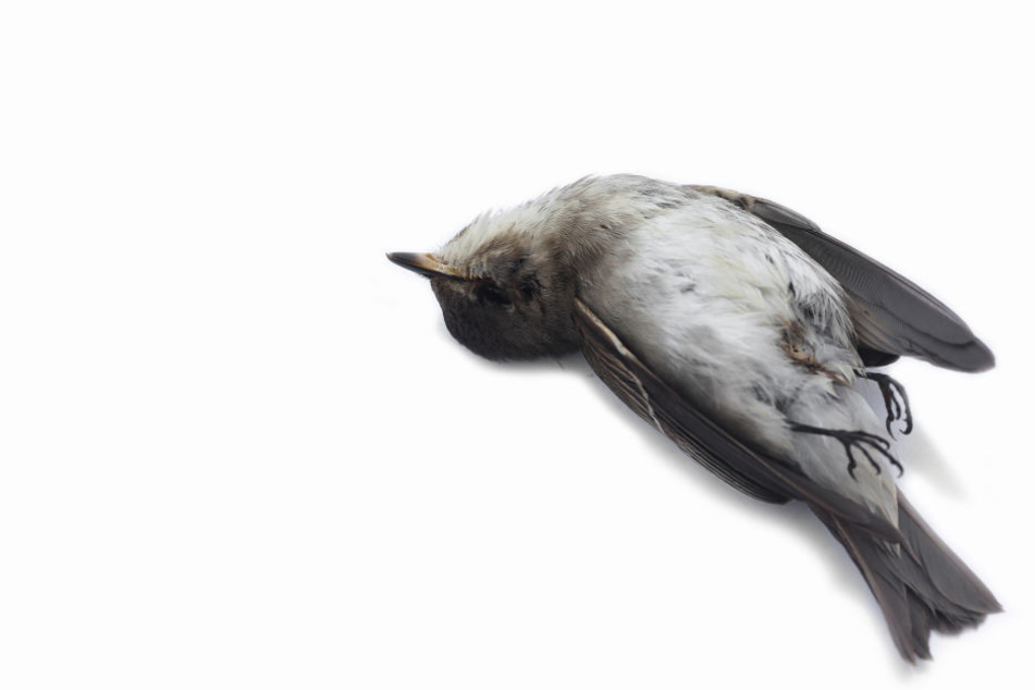 Seit 2015 sollen NABU-Mitarbeiter 23 tote Vögel gefunden haben. (Symbolbild)