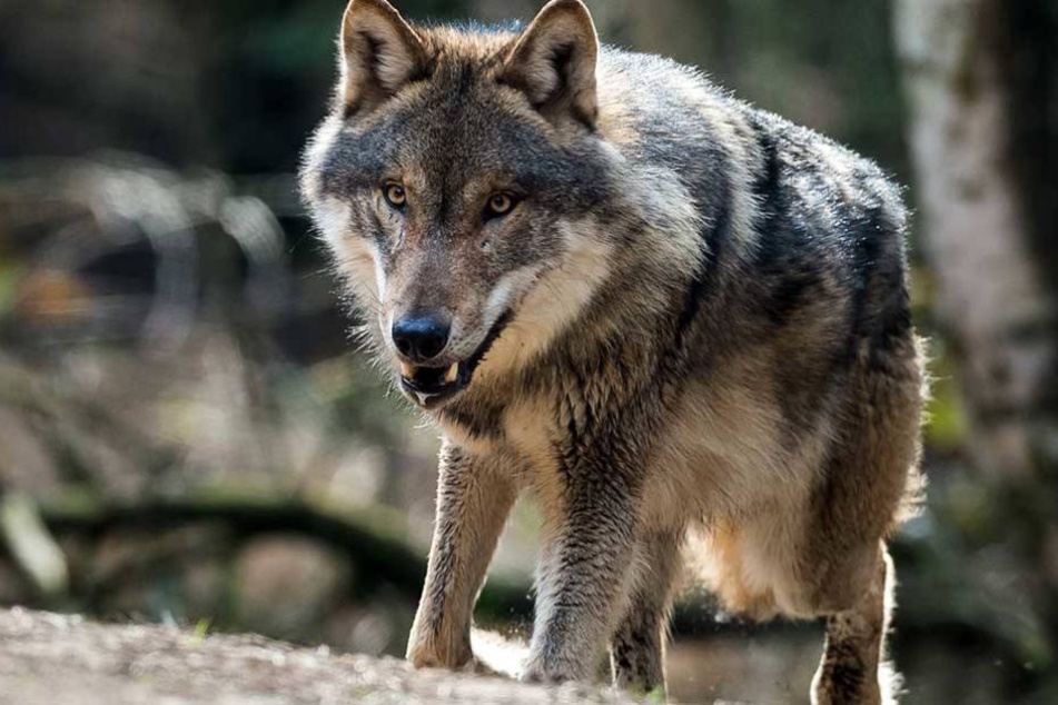Unter bestimmten Bedingungen darf der Wolf in Brandenburg jetzt gejagt werden.
