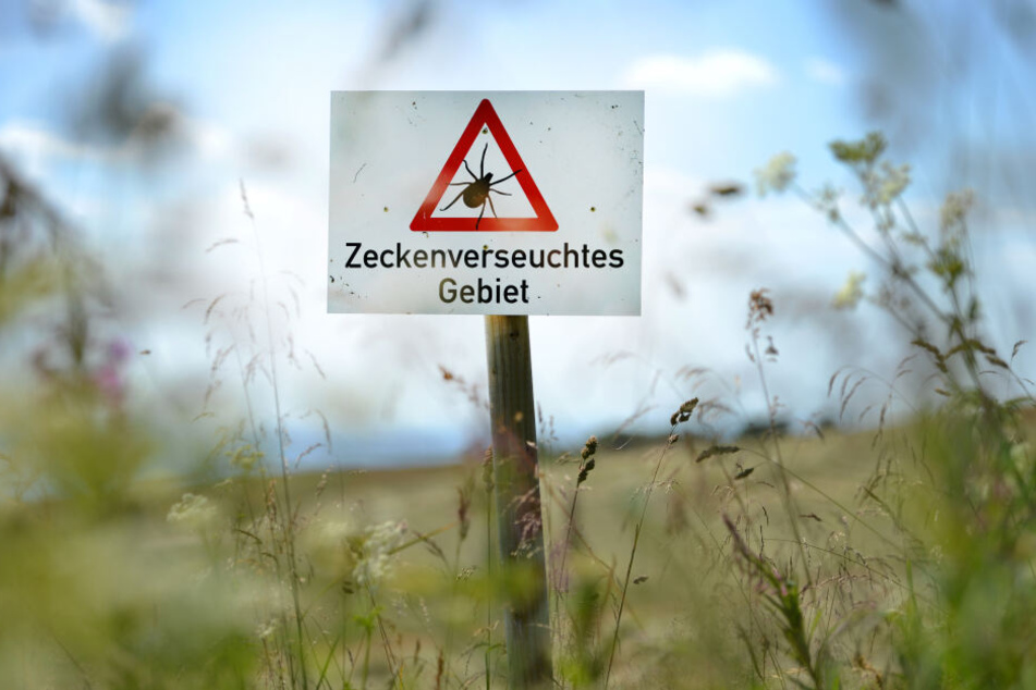Nach dem Besuch im Wald sollte man sich gründlich nach Zecken absuchen.