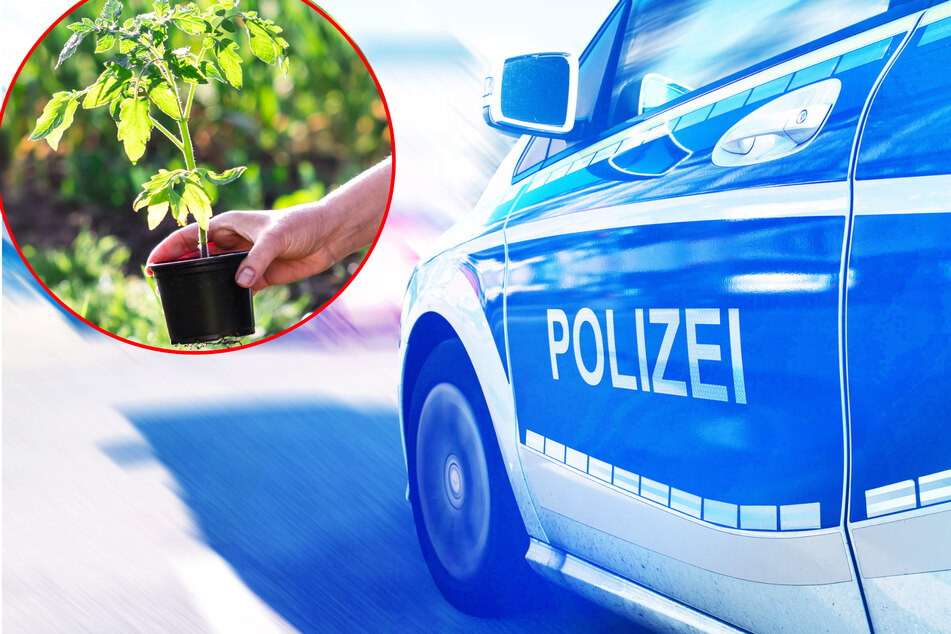 Kurioser Diebstahl: Seniorin flieht mit Basilikum und Tomatenpflanze!