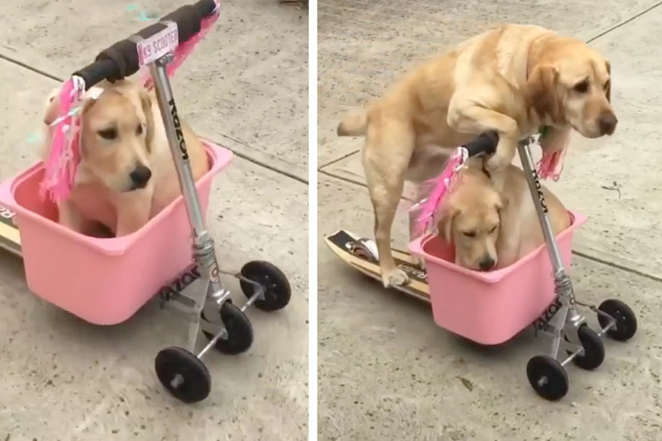 Freddy catches a ride from his older sister Lizzy on her customized K9 scooter.