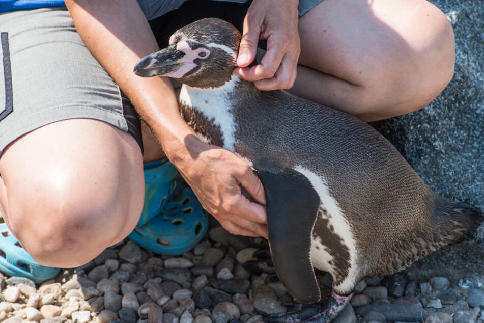 Im Spreewald wurden vier getötete Pinguine entdeckt - darunter auch WM-Orakel Flocke!