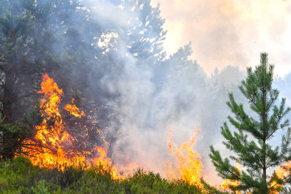 Ein in Brandenburg lodernder Waldbrand.