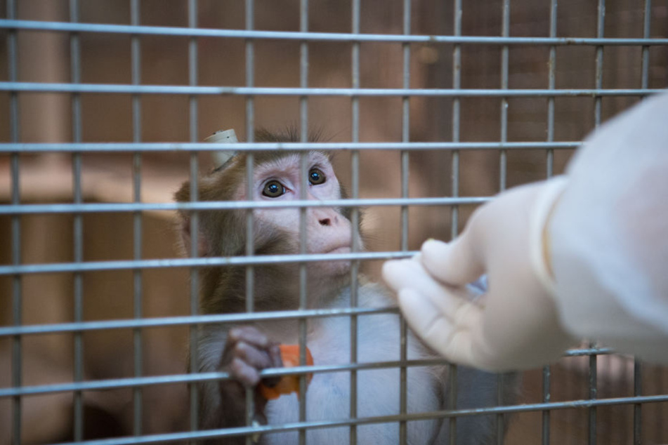 Ein Rhesus-Affe, der zu Versuchszwecken im Käfig gehalten wird. (Symbolbild)