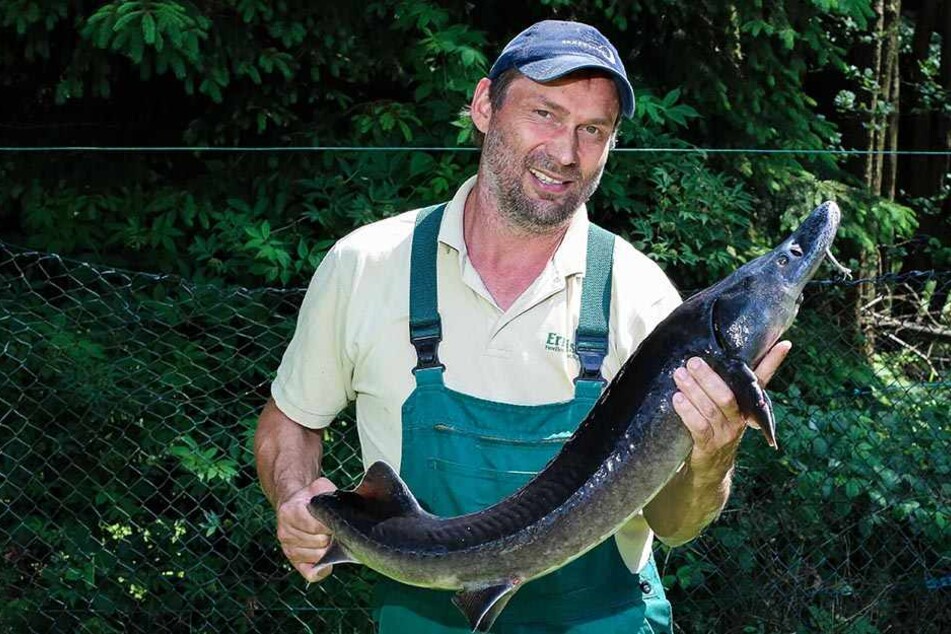 Fischer Gunther Ermisch (47), Chef der Forellen- &amp; Lachszucht Ermisch in Neustadt, mit einem Stör. Mit acht Jahren liefert der Knorpelfisch seinen ersten Kaviar.