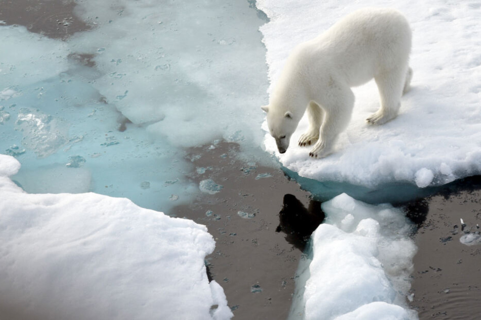 Sein Lebensraum schrumpft: Ein Eisbär steht im Nordpolarmeer auf einer Eisscholle. (Archivbild)