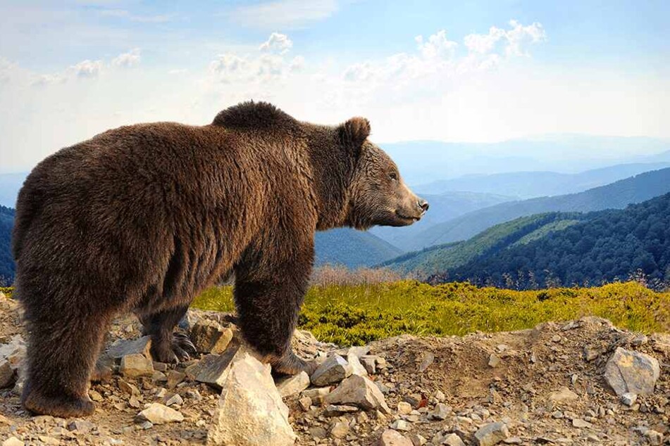 Die russische Tuwa-Region ist die Heimat vieler Braunbären.