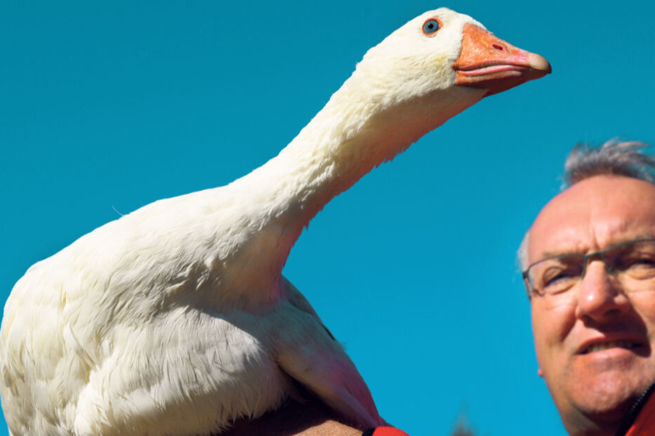 Sachsens größter Gänsezüchter Lorenz Eskildsen aus Wermsdorf mit seiner Chef-Gans "Agga" - sie wurde bei seinen Kindern in der Küche großgezogen und darf nicht geschlachtet werden.