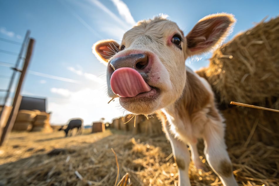 Egal, ob Kuh, Huhn oder Schlange - Tierwitze können extrem lustig sein.