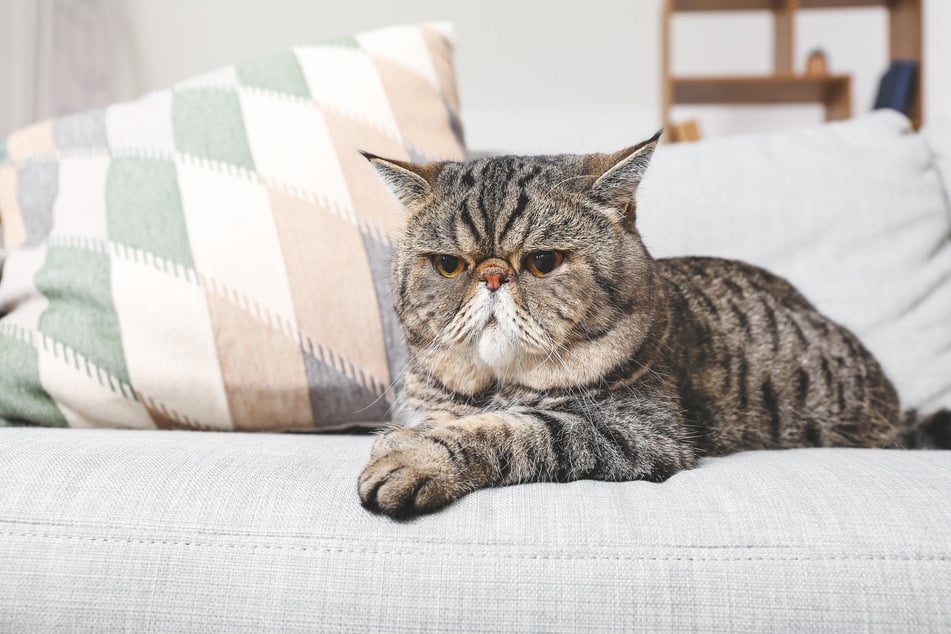 Die Exotische Kurzhaarkatze mag es gemütlich und ist nicht gern allein.