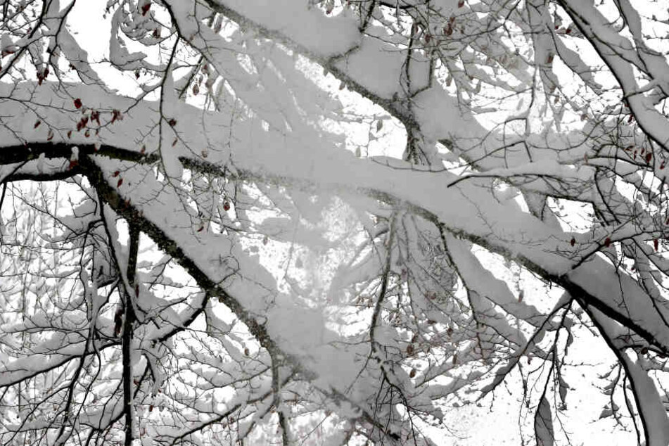 Der viele Schnee hatte einen Baum an der Strecke zum umfallen gebracht. (Symbolbild)