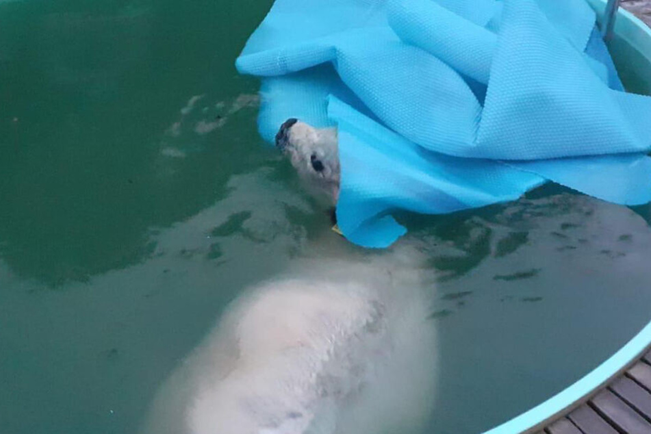 Das Kalb steckte bis zu den Ihren im Poolwasser fest.