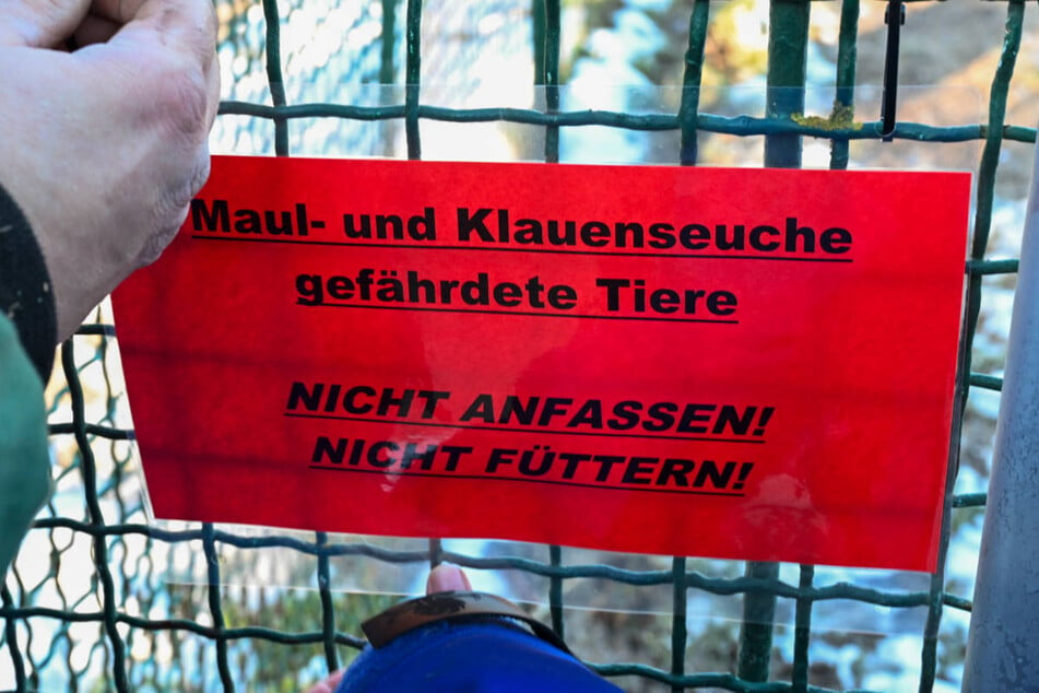 Die Maul- und Klauenseuche ist in der vergangenen Woche zum ersten Mal seit 35 Jahren in Deutschland ausgebrochen.