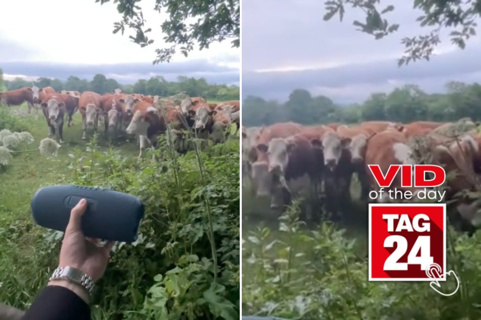 viral videos: Viral Video of the Day for June 18, 2025: Man lures cows with help of jazz music!