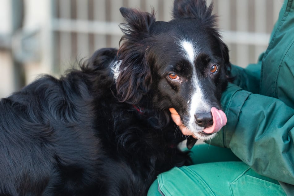 Köln: Tierfreunde aufgepasst! Diese Tierheim-Doku erobert bald Köln