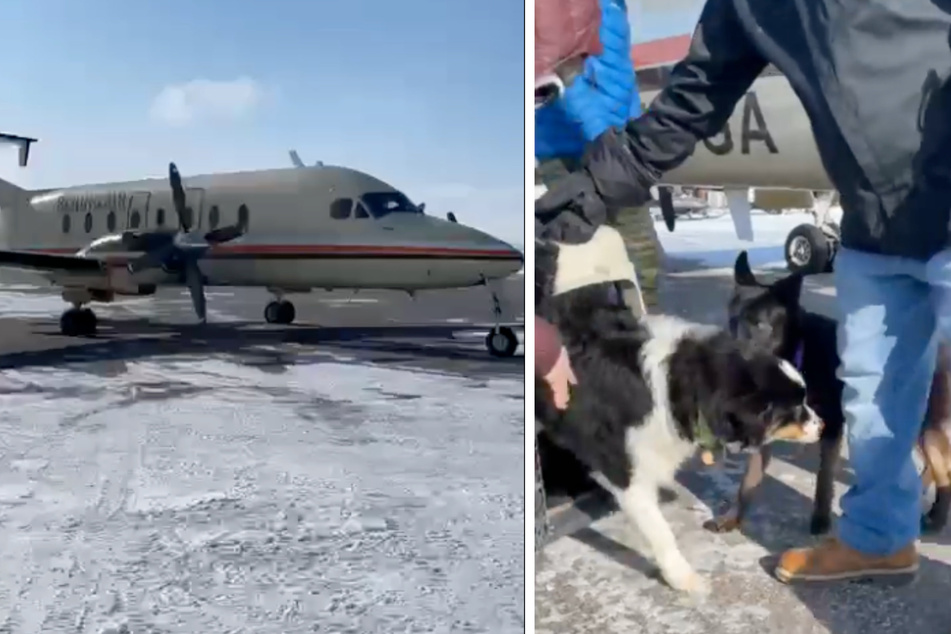 Mit einem Charterflugzeug wird das Tier zurück nach Alaska gebracht und dort freudig vom anderen Hund der Familie in Empfang genommen.