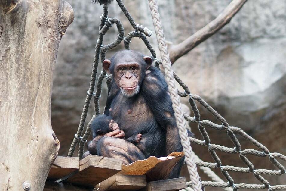 Highlight des Tages wird für viele Zoo-Besucher vermutlich ein Blick auf das noch nicht mal zwei Wochen alte Schimpansen-Baby sein.