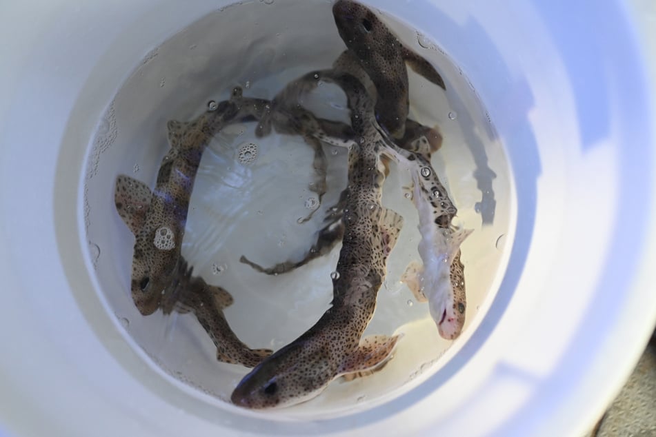 Acht Mini-Katzenhaie schwimmen vor der Auswilderung in einen Eimer.