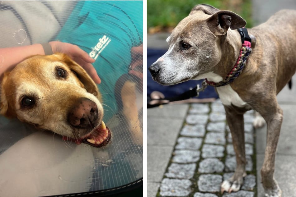 Kranke Tiere werden von der Tiertafel versorgt, alte Hunde bekommen eine Physiotherapie.