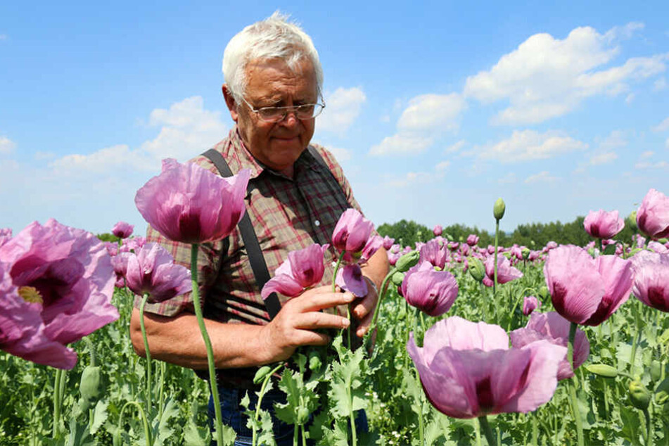 Landwirt Stephan Stiegler (66) ist einer der wichtigsten Mohnproduzenten
Deutschlands.