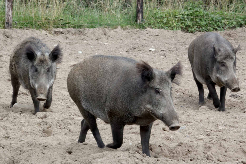 Schweine bringen E-Bike-Fahrerin zu Fall, doch anschließend bekommt sie Ärger mit der Polizei
