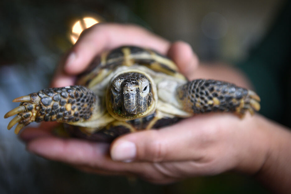 Schildkröte Herr Kluge wäre bei einem erfahrenen Halter am besten aufgehoben.