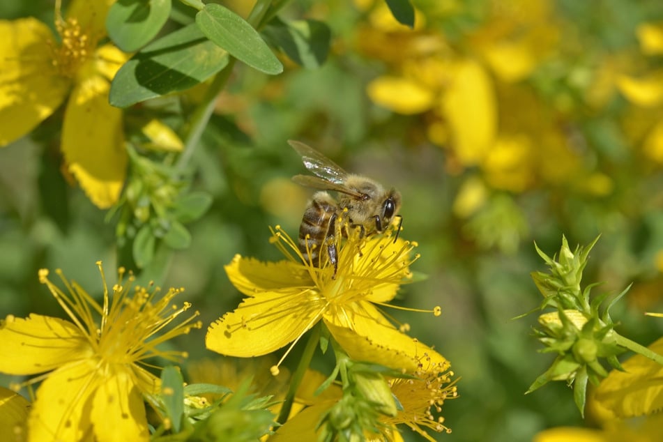 Echtes Johanniskraut: Nicht verboten, aber dafür bienenfreundlich.
