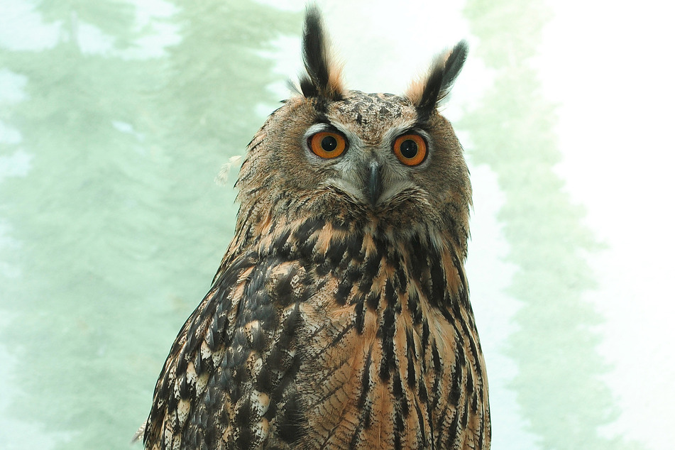 Flaco, New York's beloved owl, has died after striking a building.