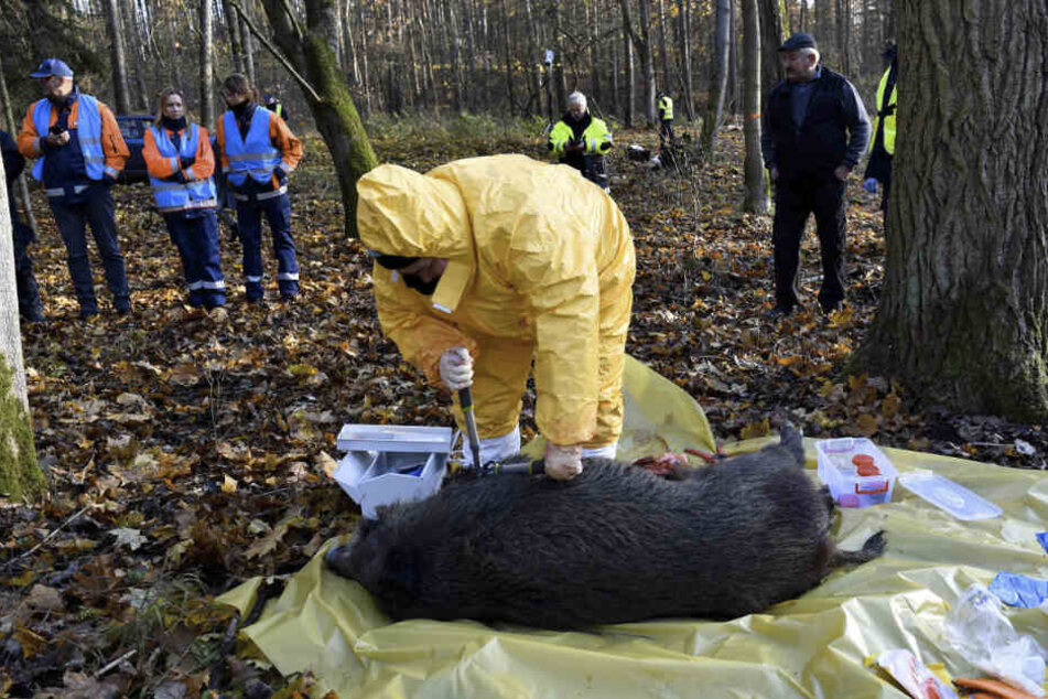 Übung in Polen, hier mit einem toten Wildschwein. Bei Auftreten der Seuche muss alles reibungslos funktionieren.