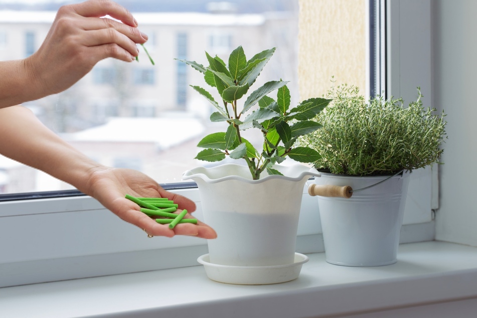 Ob es wirklich eine gute Idee ist, Zimmerpflanzen im Winter zu düngen?