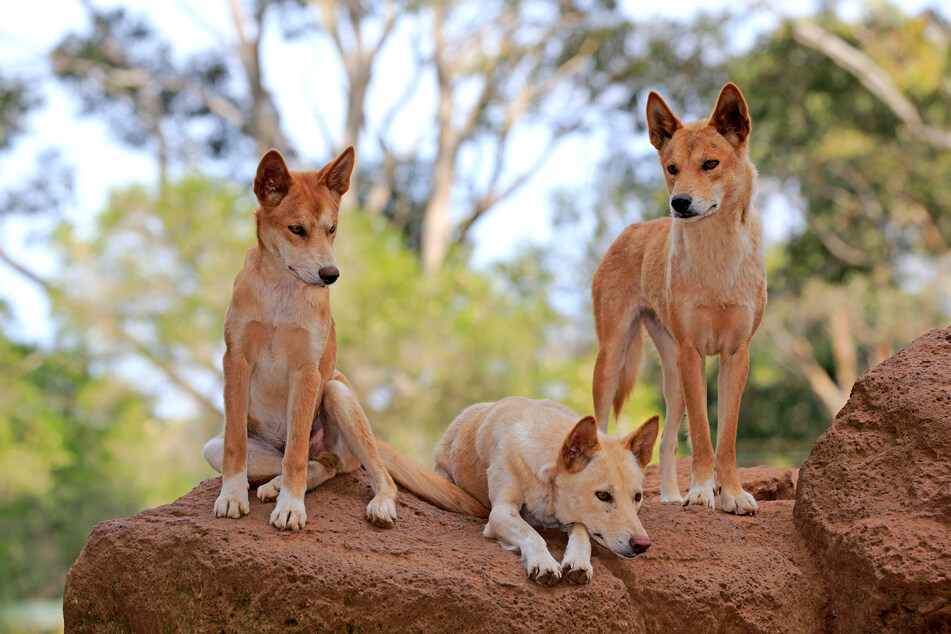 Dingoes hunt for their food, but don't pose a risk to humans.