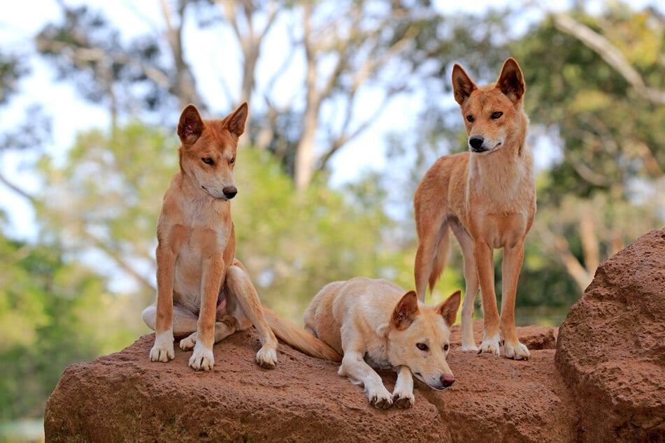 Dingo Eating Baby