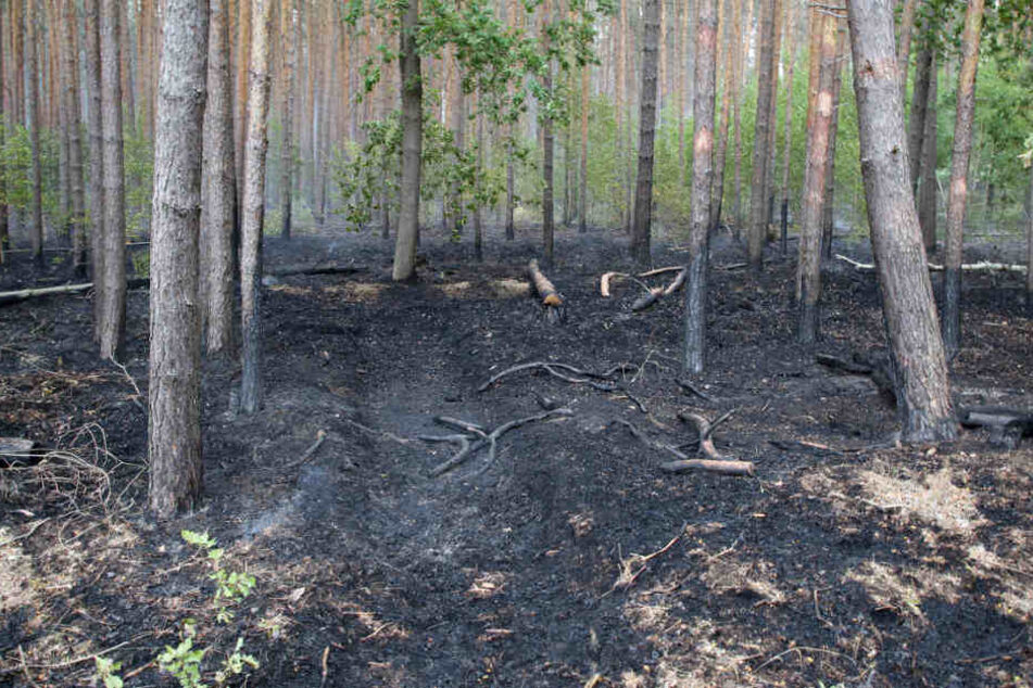 Frohnsdorf: Angekohlte Bäume stehen in einem Wald nach einem Feuer hier, während vom Waldboden noch etwas Rauch aufsteig.