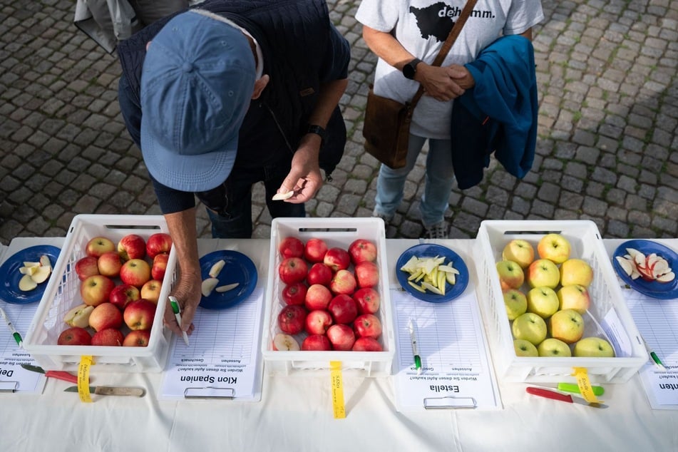 Ein Tourist probiert Äpfel zur Eröffnung der sächsischen Apfelsaison.