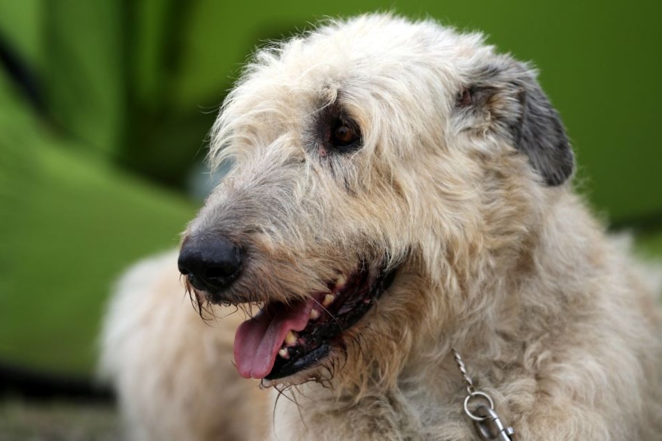 Huge! The Irish wolfhound is very popular as a family dog.