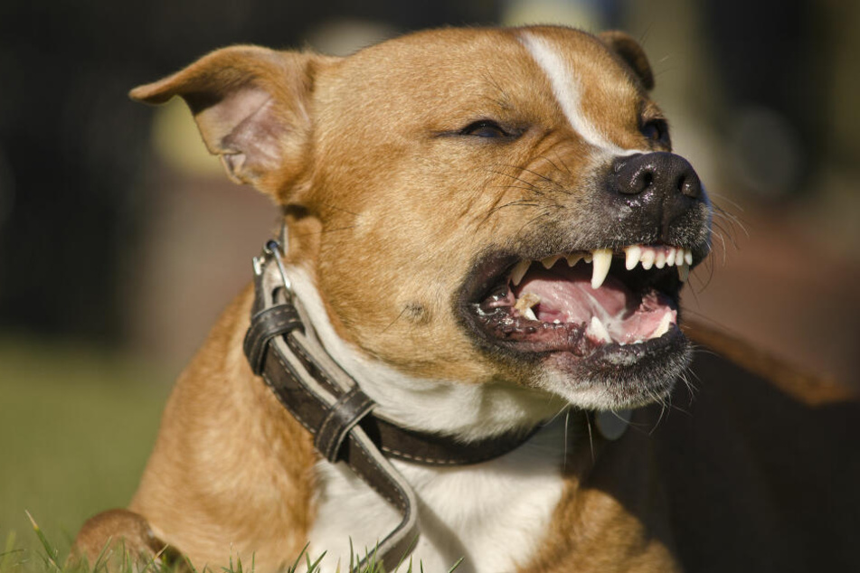 Vor dem Hund konnte sich der Jogger noch retten, vor dem Herrchen nicht mehr. (Symbolbild)