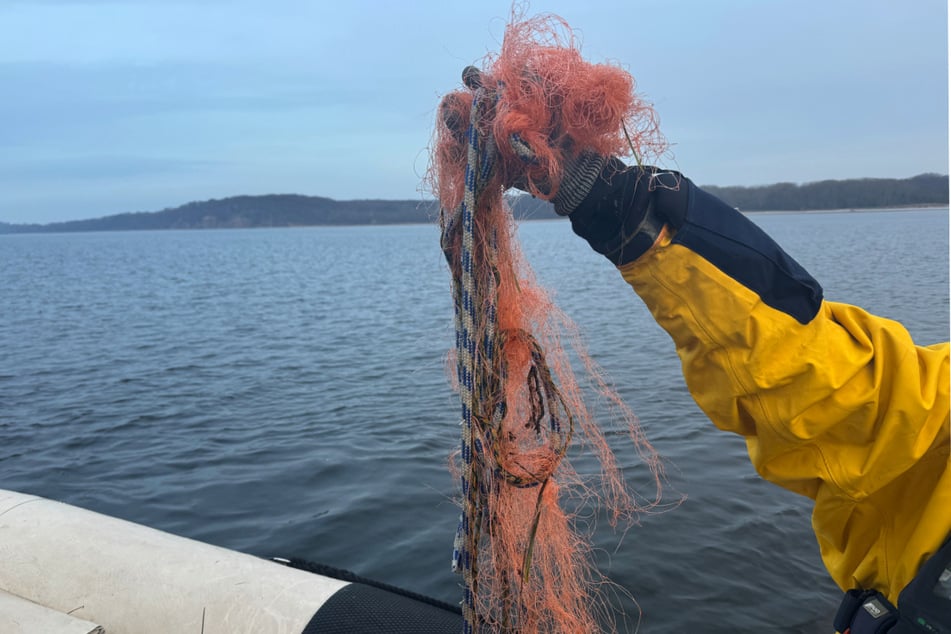 Tierschützer befreiten das Tier von einem Fischernetz.