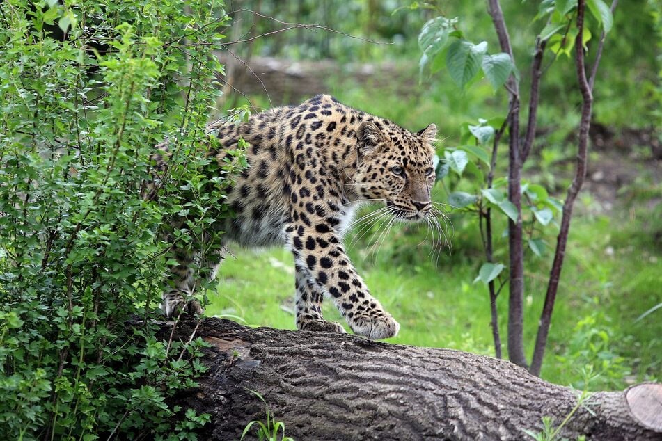 Im Leipziger Zoo leben aktuell zwei Amurleoparden. Checco aus Italien soll nun Weibchen Mia beglücken.