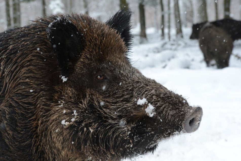 Wildschweine sollen aufgrund der Schweinepest während der zweimonatigen Schonfrist gejagt werden.
