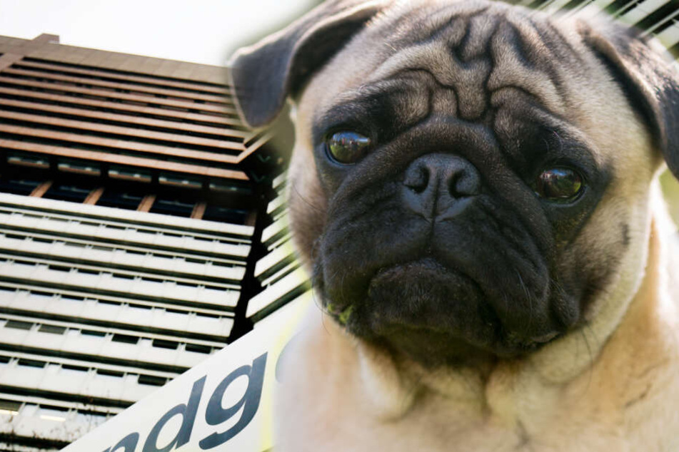 Irrer Streit: Mops mit nur einem Hoden landet vor Gericht!